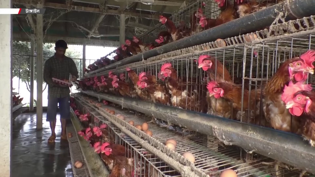 মুরগির ডিম সংগ্রহ করছেন এক খামারি।
