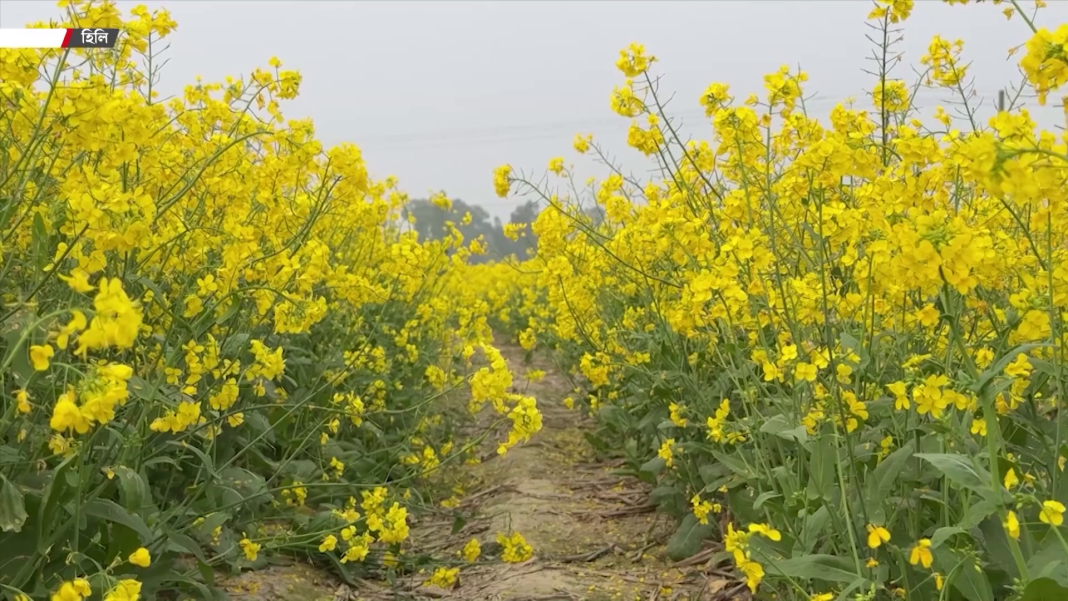 কম খরচে বেশি লাভ হওয়ায় পতিত জমিতে সরিষা চাষে ঝুঁকছেন দিনাজপুরের হাকিমপুর উপজেলার চাষিরা।