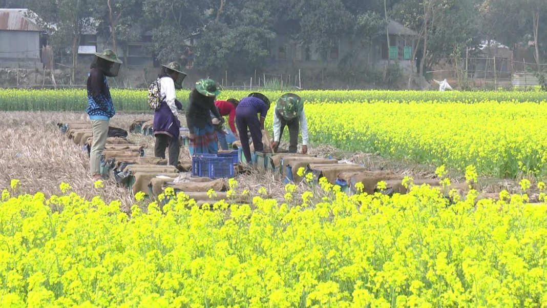 সিরাজগঞ্জের প্রায় প্রতিটি ফসলি মাঠ জুড়ে এখন শোভা পাচ্ছে সরিষা ফুল।