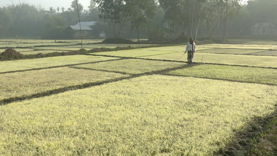 বোরো বীজতলায় পচন