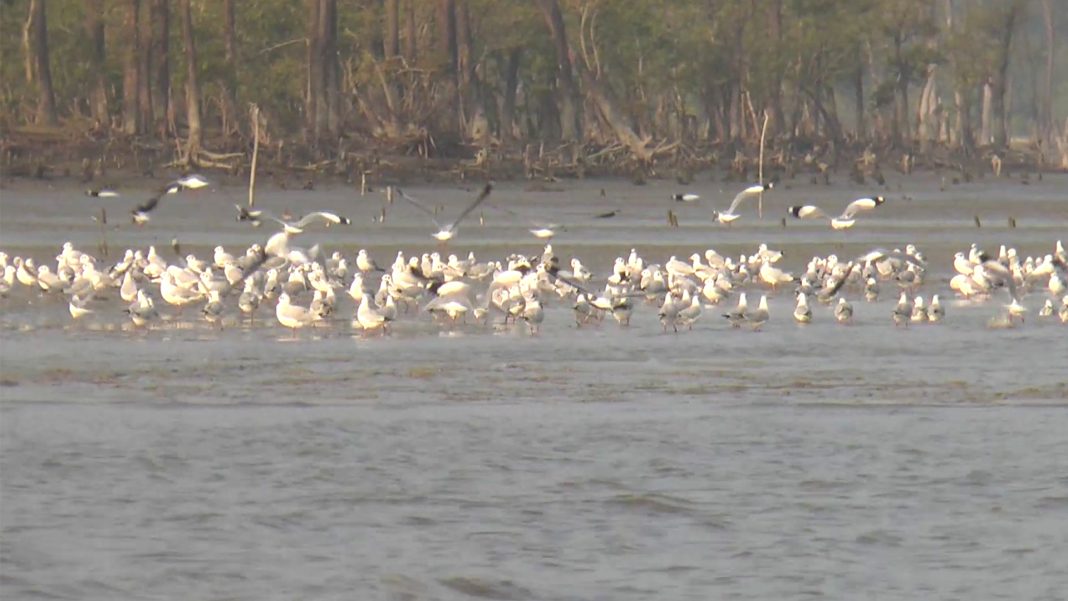 ভোলার চরাঞ্চলে কমছে কলকাকলি