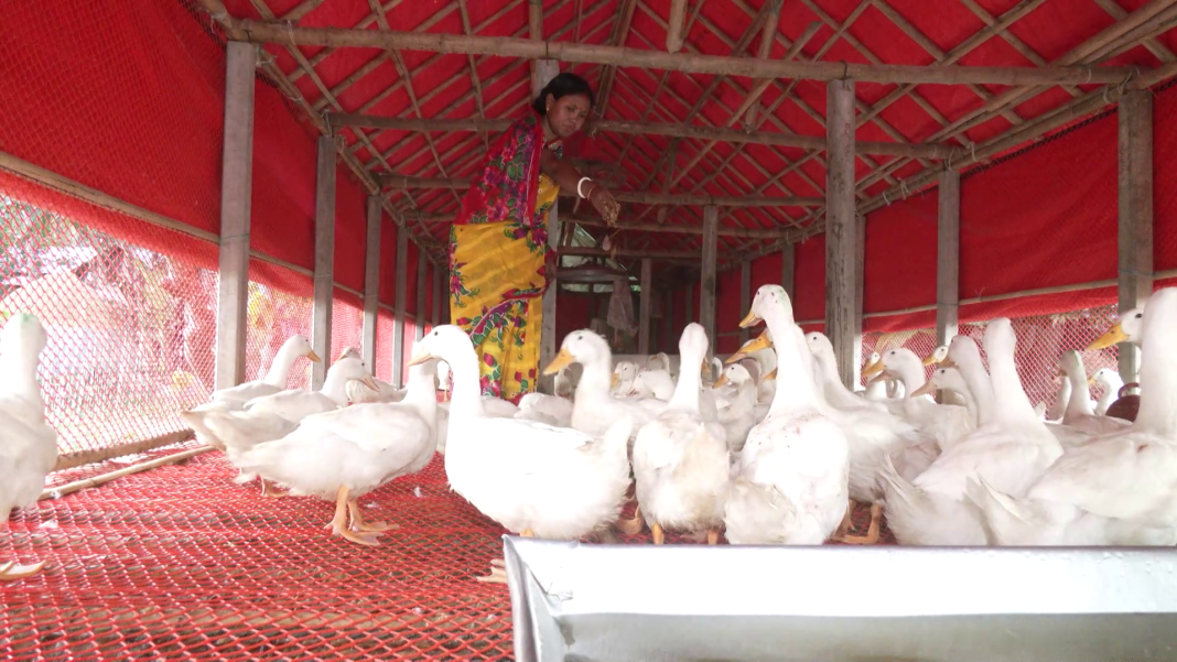 বেইজিং বা পিকিং জাতের হাঁস পালন করছেন খামারি শান্তনা রানী দাস।