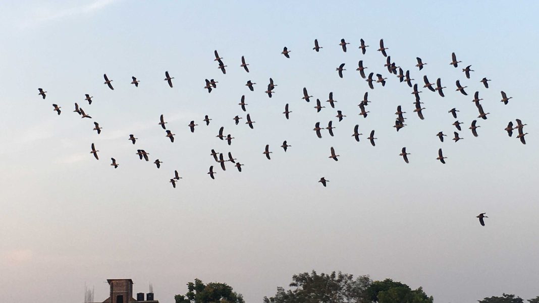 সিলেটের ঘাসিটুলায় এসেছে অতিথি পাখি।