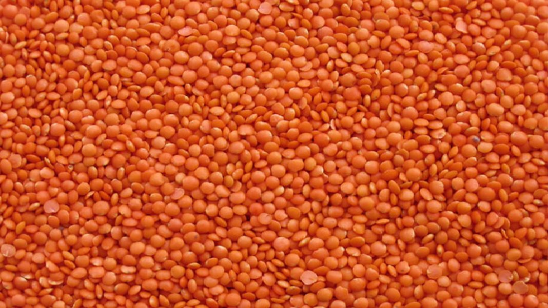 ১০ হাজার টন মসুর ডাল কিনবে সরকার