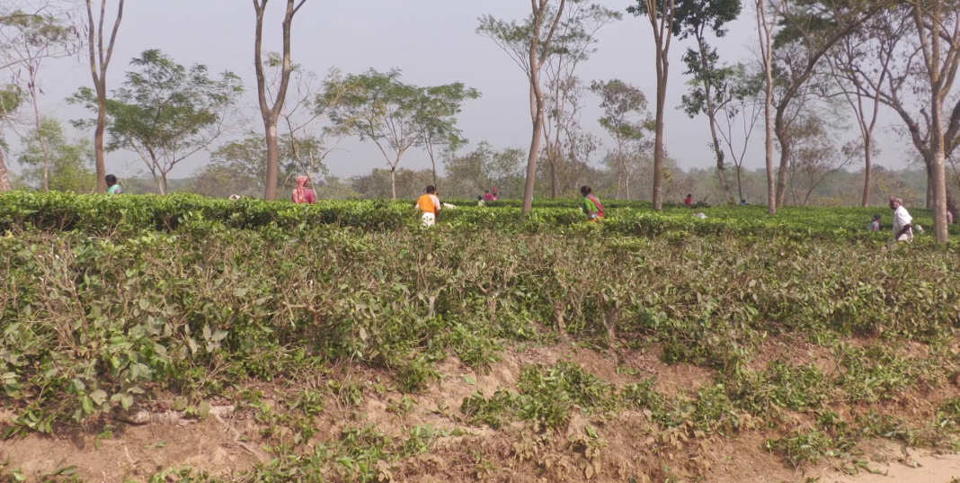 উৎপাদন স্বাভাবিক রাখতে মৌলভীবাজারের চা বাগানে চলছে প্রুনিং কার্যক্রম।